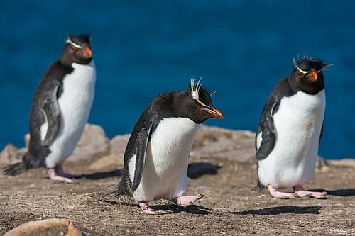 Three rockhopper penguins-Eudyptes chrysocome-on a cliff Pebble Island-Falkland Islands Art Print